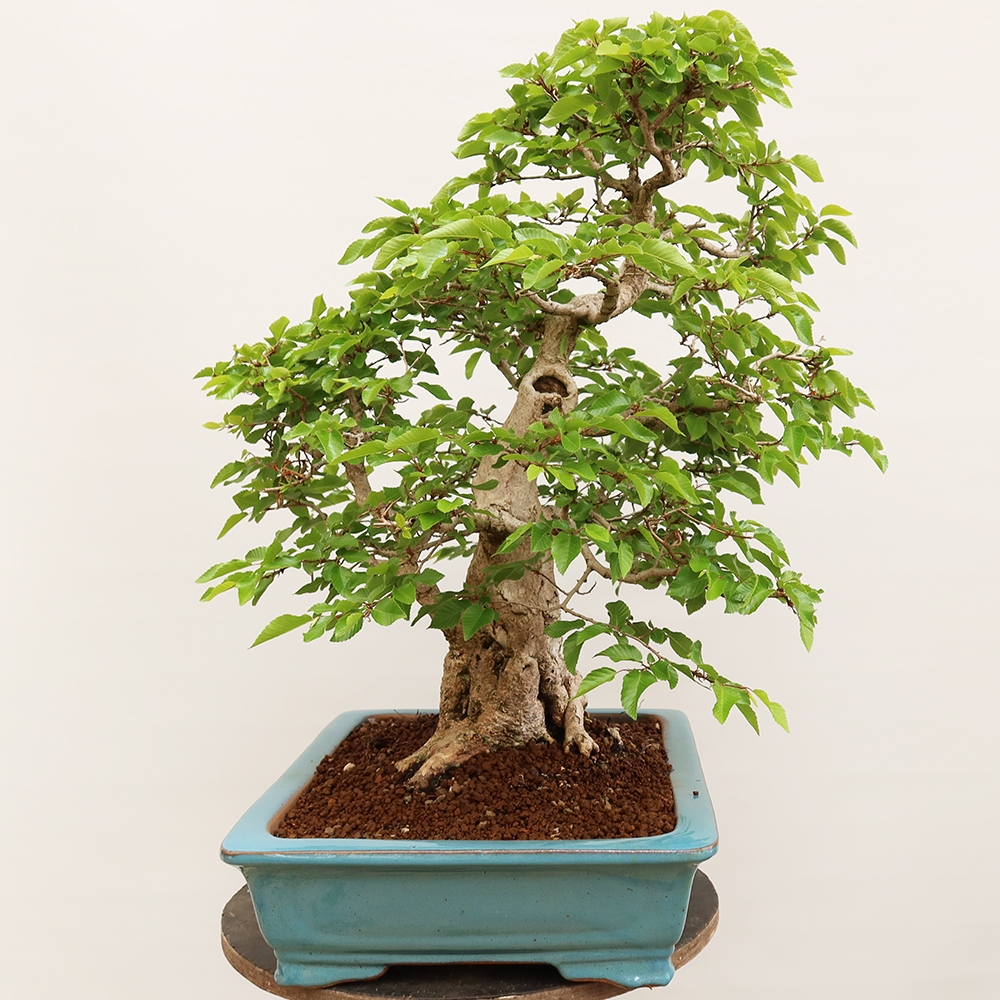Bonsai plenerowe - Carpinus Coreana - grab koreański