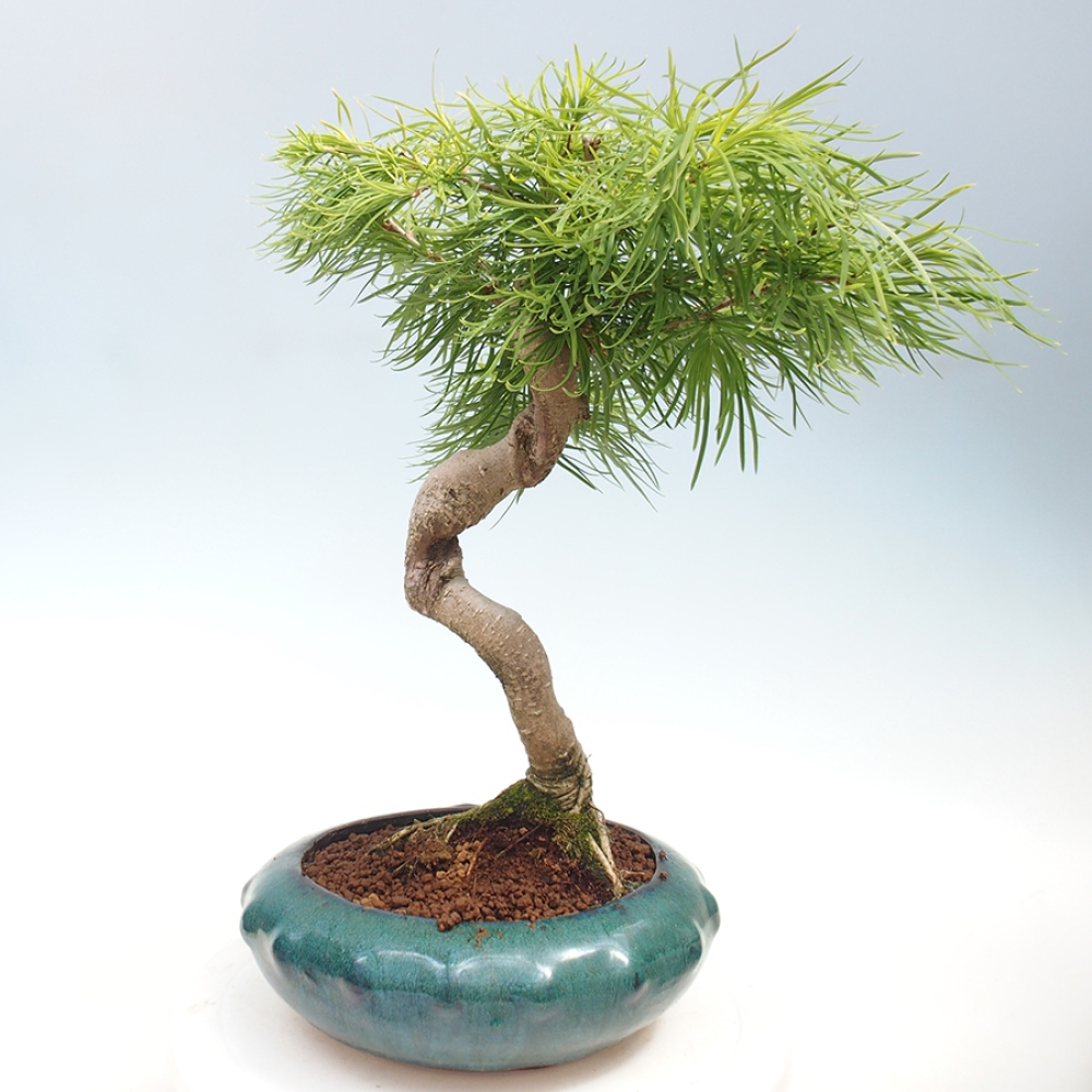 Outdoor bonsai - Dandelion - Pseudolarix amabis