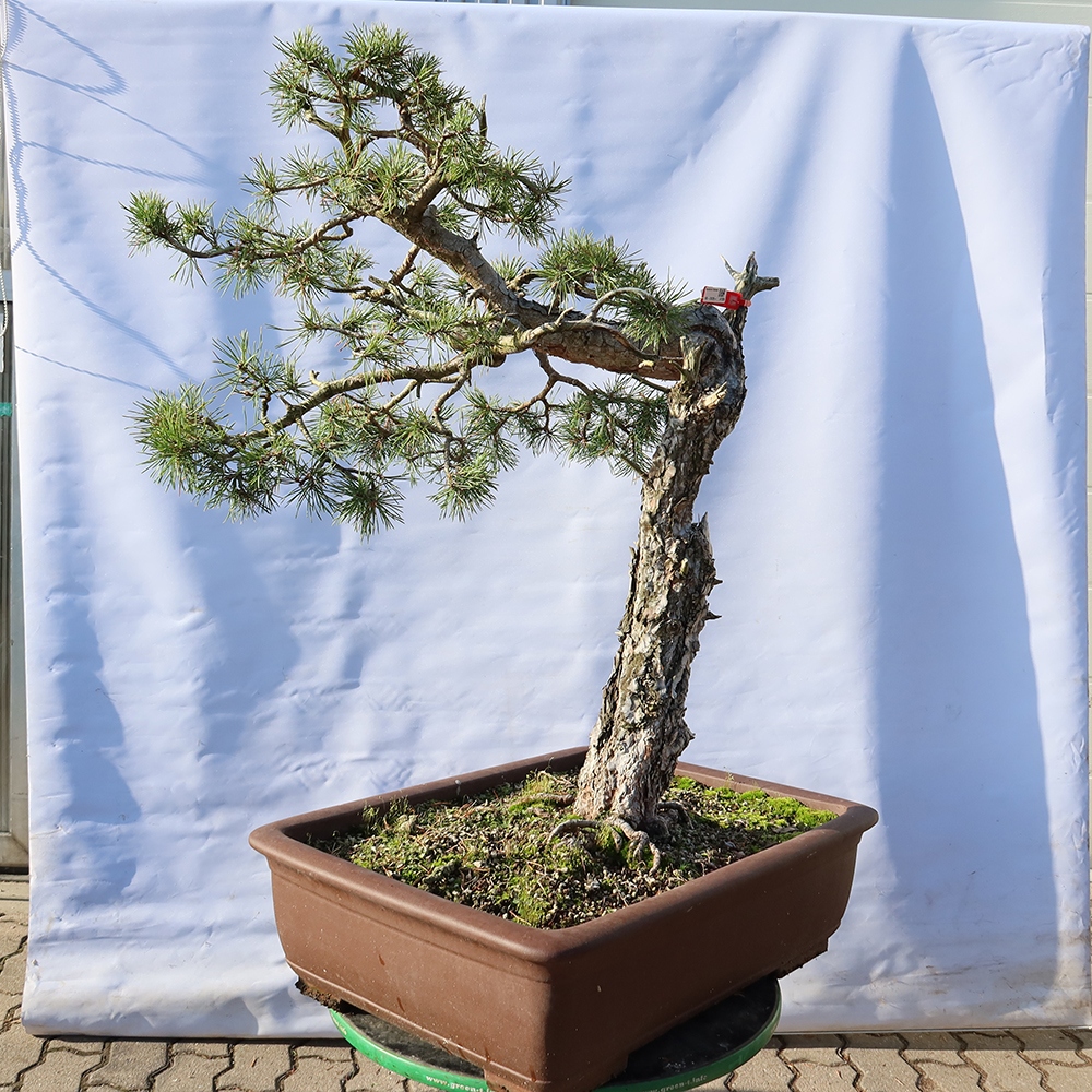 Pinus sylvestris Hiszpania – sosna zwyczajna