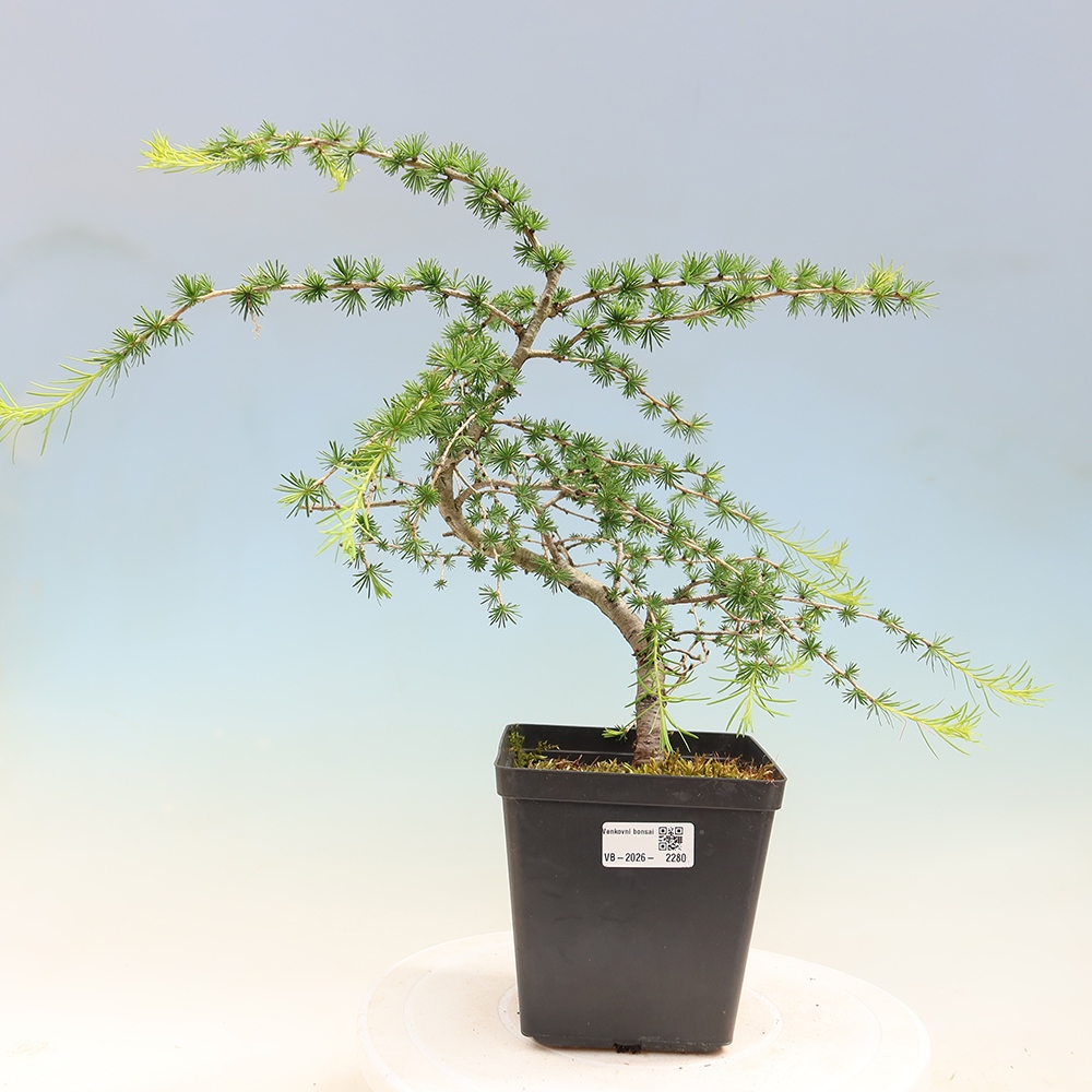 Bonsai zewnętrzne - Larix decidua - Modrzew
