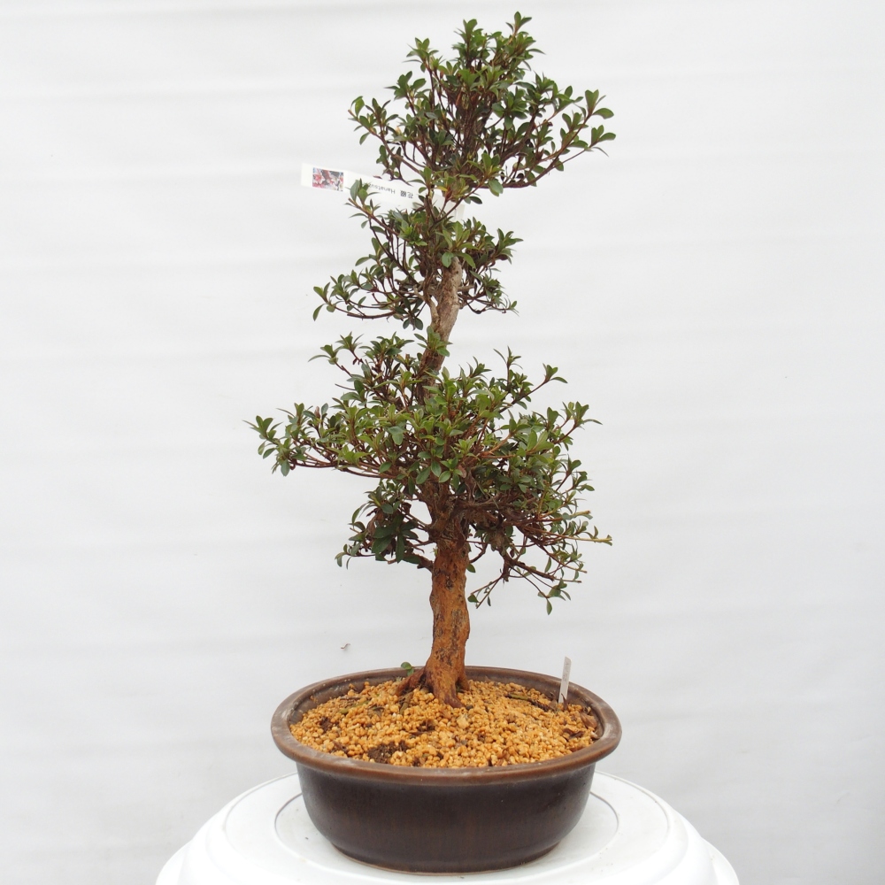 Bonsai zewnętrzne - Azalia japońska - Azalia Hanatsuzuri