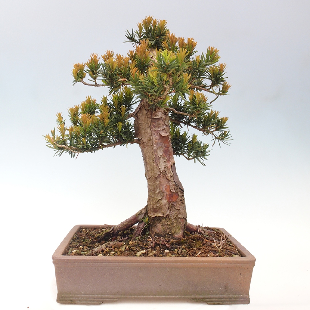 Bonsai na zewnątrz - Taxus cuspidata - cis japoński