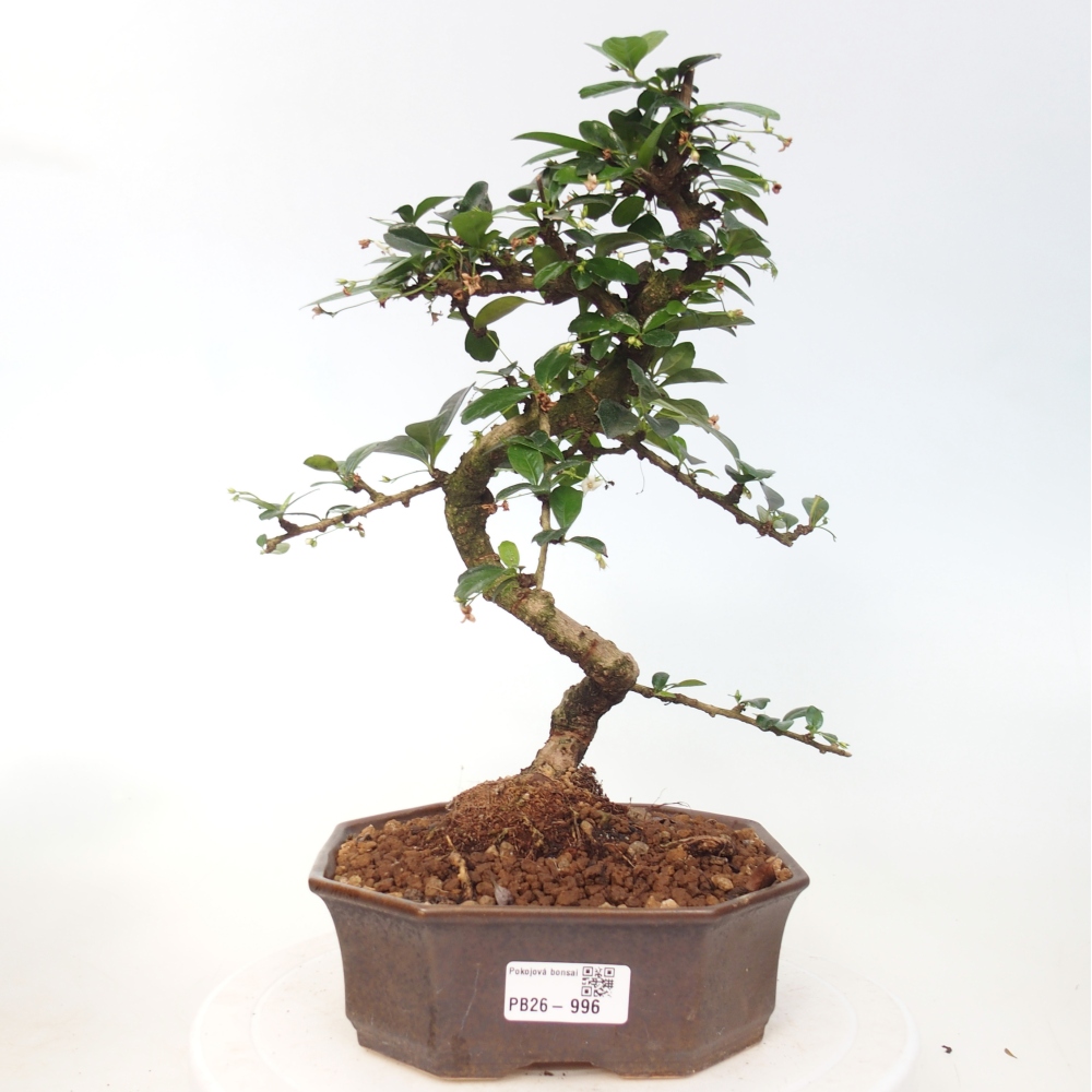 Bonsai pokojowe - Carmona macrophylla - Tea fuki