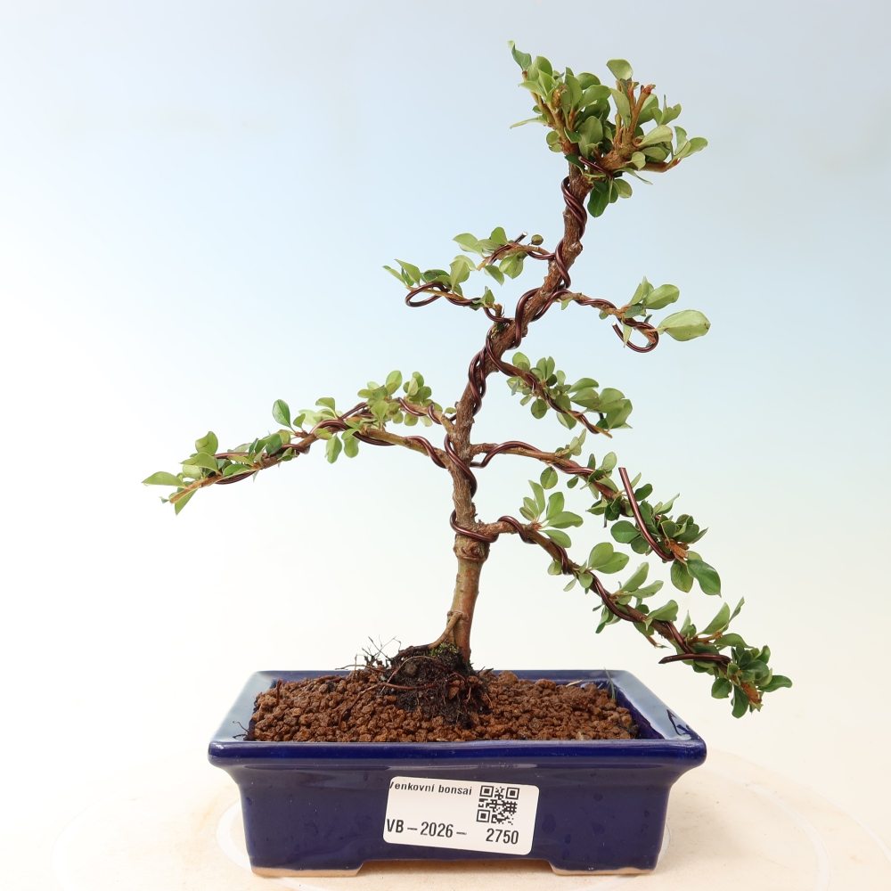 Outdoor bonsai - irga pozioma - Rocky Mountain