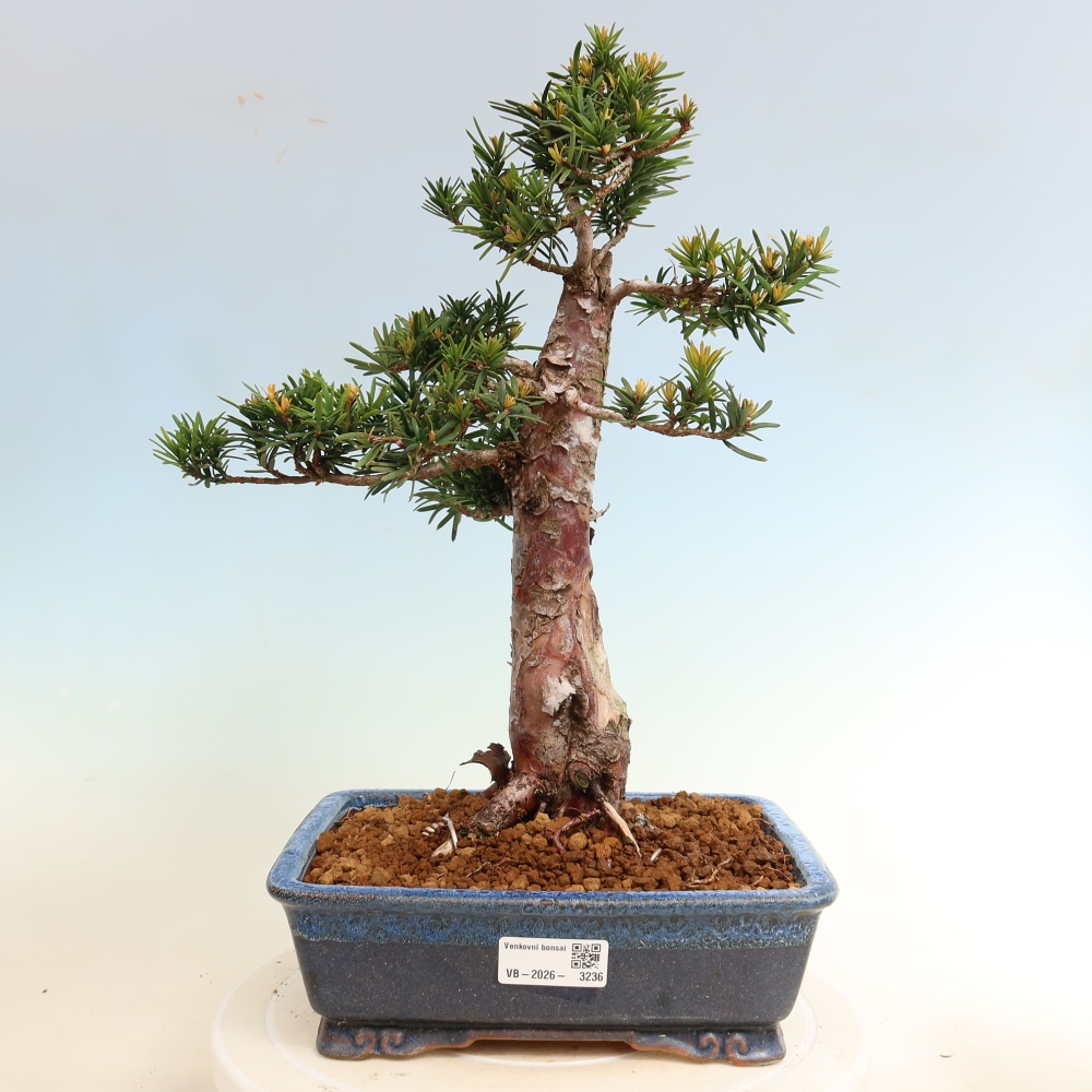 Bonsai ogrodowe – Taxus cuspidata – cis japoński