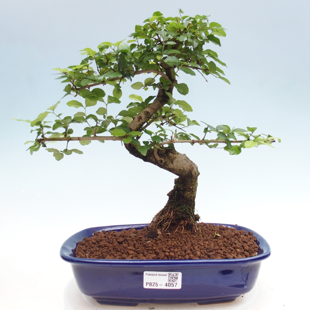 Pokój bonsai - Ligustrum chinensis - Dziób ptaka
