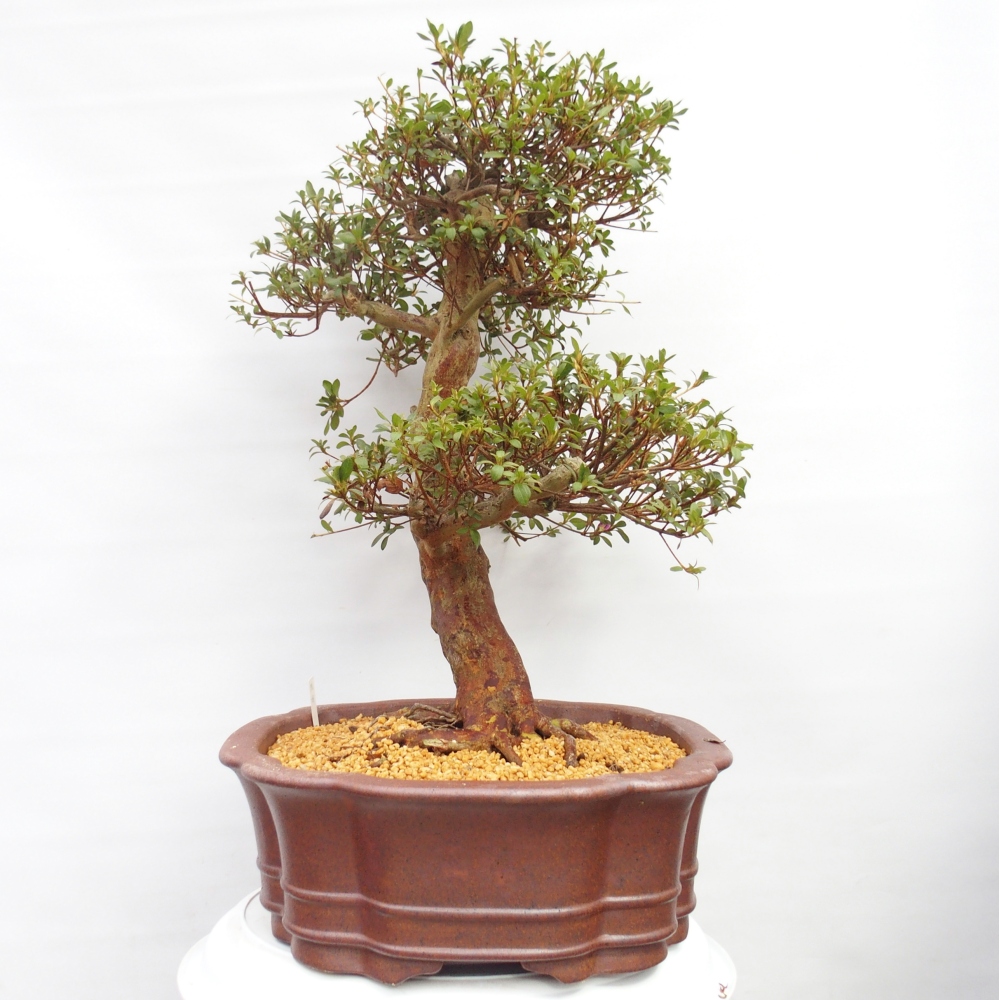 Bonsai zewnętrzne - Azalia japońska - Azalia Miyabihime