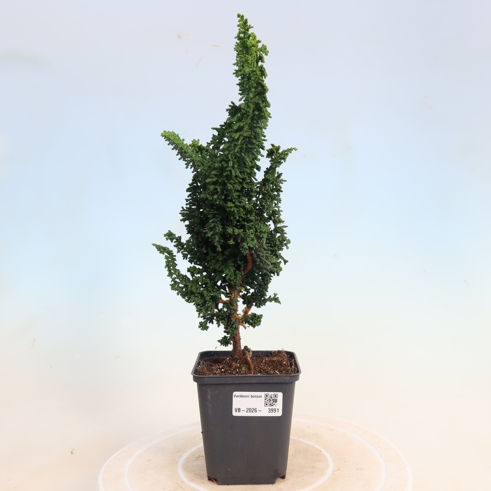 Bonsai zewnętrzne - Cham. obtusa SEKKA HINOKI - Cyprys