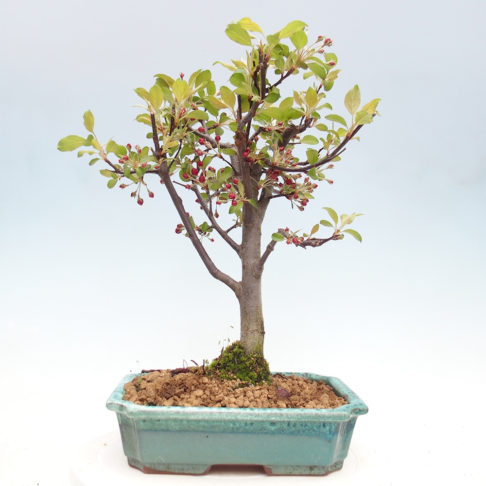 Outdoor bonsai - Malus domestica - Jabłoń czerwonolistna o małych owocach