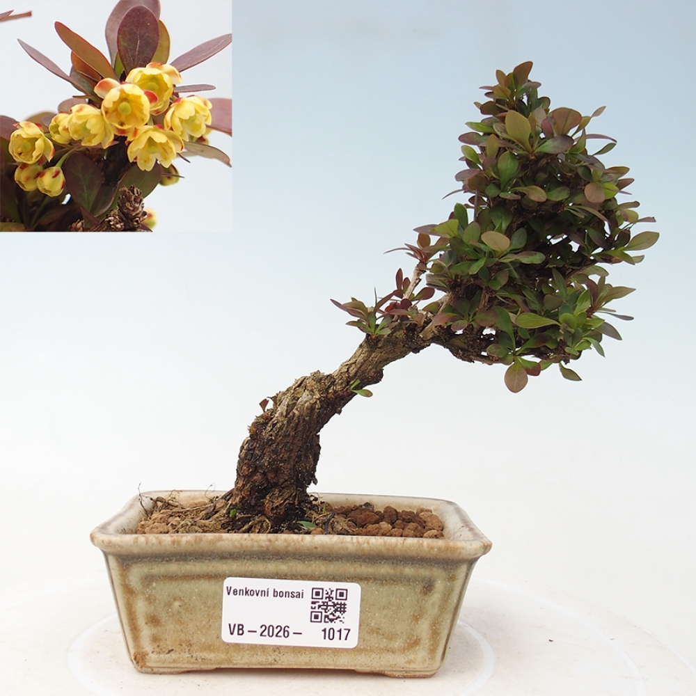 Bonsai zewnętrzne - Berberis Thunbergii Bagatelle