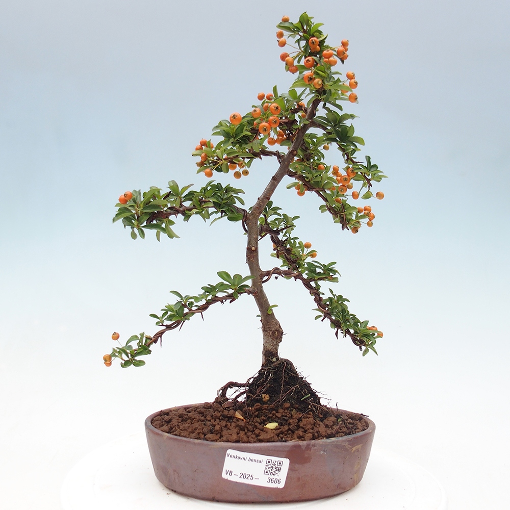 Outdoor Bonsai-Pyracanta Teton-Piekarnia
