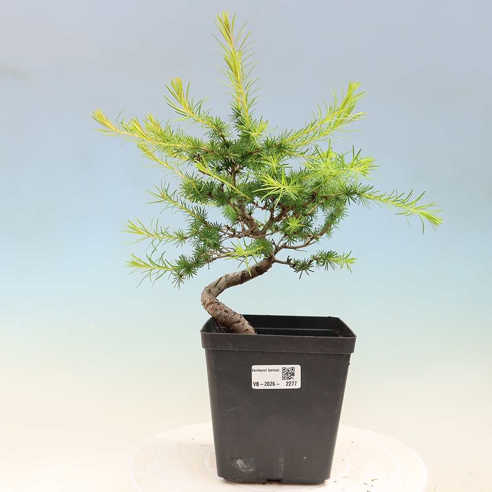 Bonsai zewnętrzne - Larix decidua - Modrzew