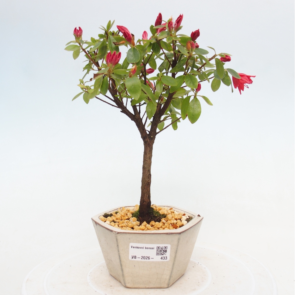Outdoor bonsai - Azalia japońska - Azalea sp.