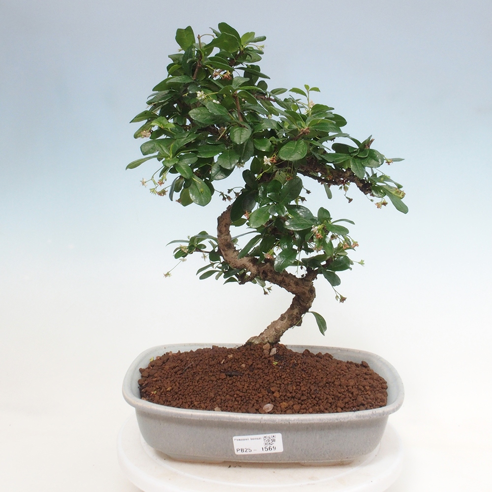 Pokój bonsai - Carmona macrophylla - Tea fuki