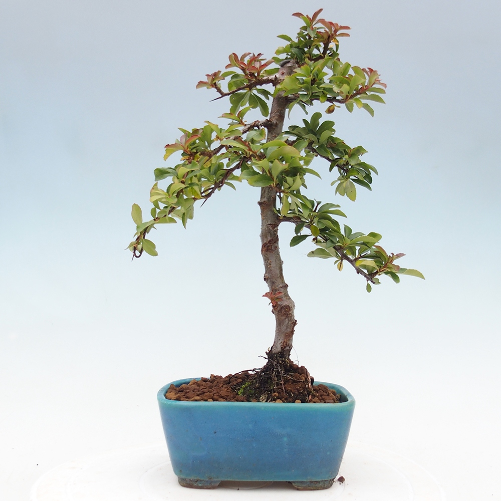 Outdoor Bonsai-Pyracanta Teton-Piekarnia