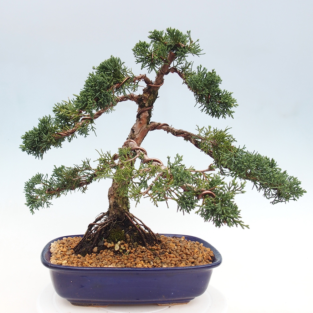 Outdoor bonsai - Juniperus chinensis Kishu - chiński jałowiec