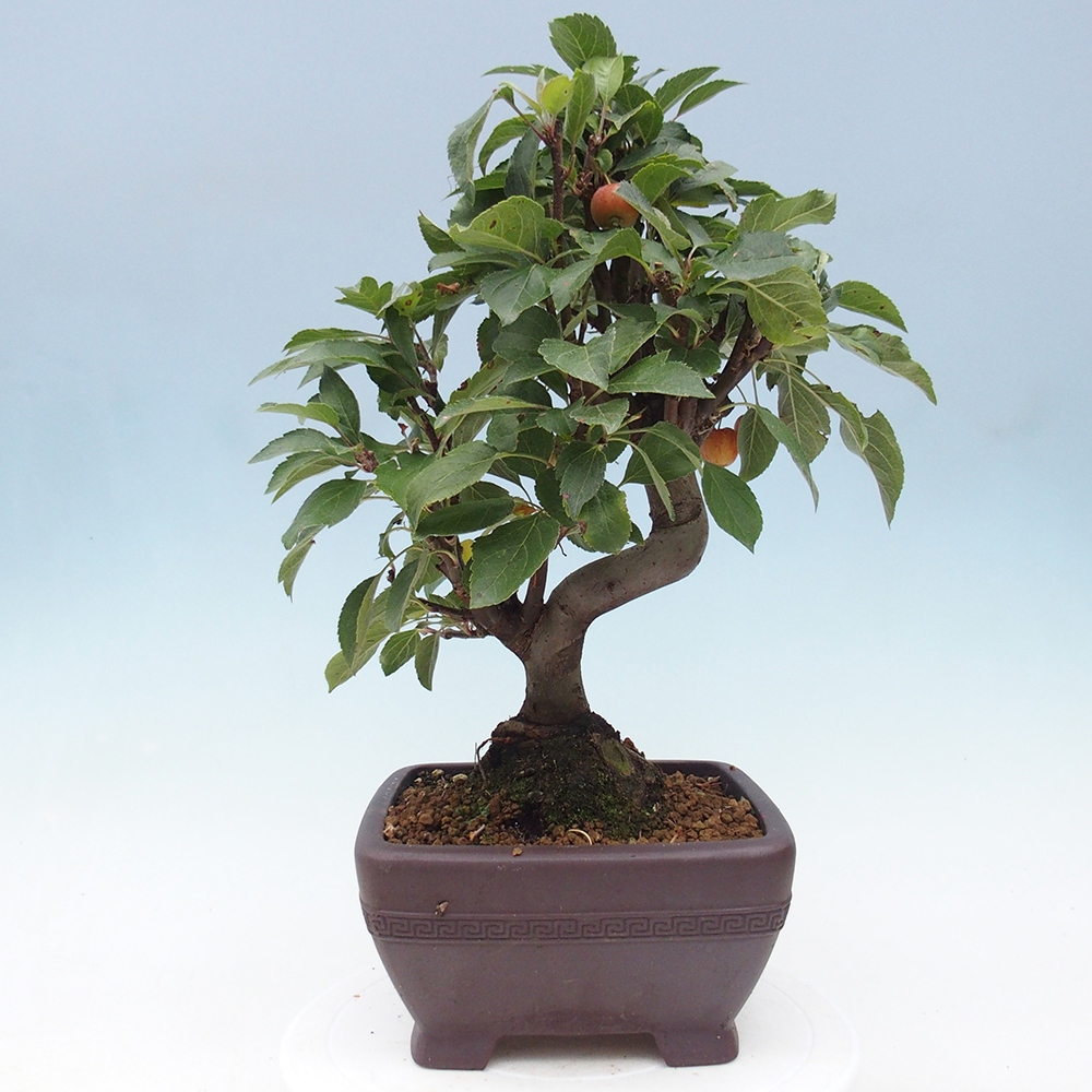 Bonsai plenerowe - Malus Halliana - Jabłoń drobnoowocowa
