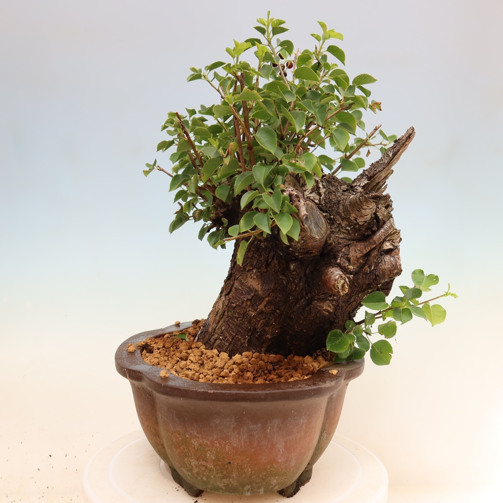 Bonsai ogrodowe – Mahalebka – Prunus mahaleb