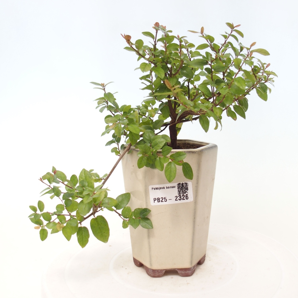 Bonsai wewnętrzne - Sagerécie thea - Sagerécie thea