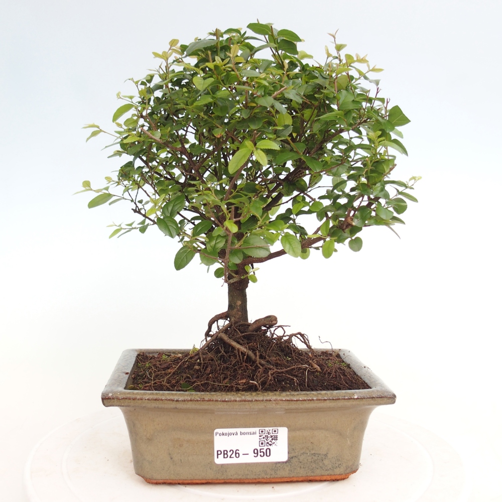 Bonsai pokojowe - Sageretia thea - Sageretia thea