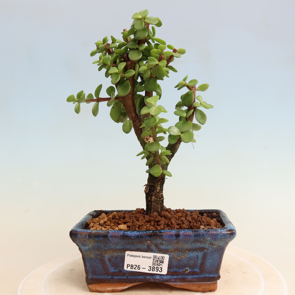Pokój bonsai - Portulakaria Afra - Tlustice