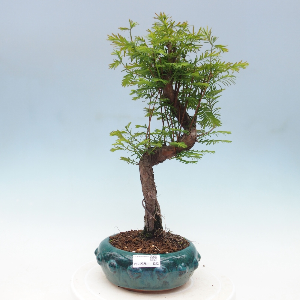 Outdoor bonsai - Metasequoia glyptostroboides - chińskie metasekvoje