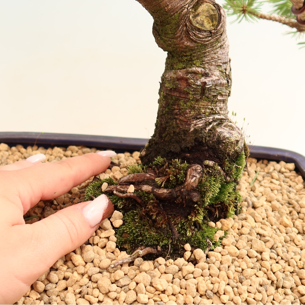 Bonsai ogrodowe – Pinus mugo Humpy – sosna karłowata