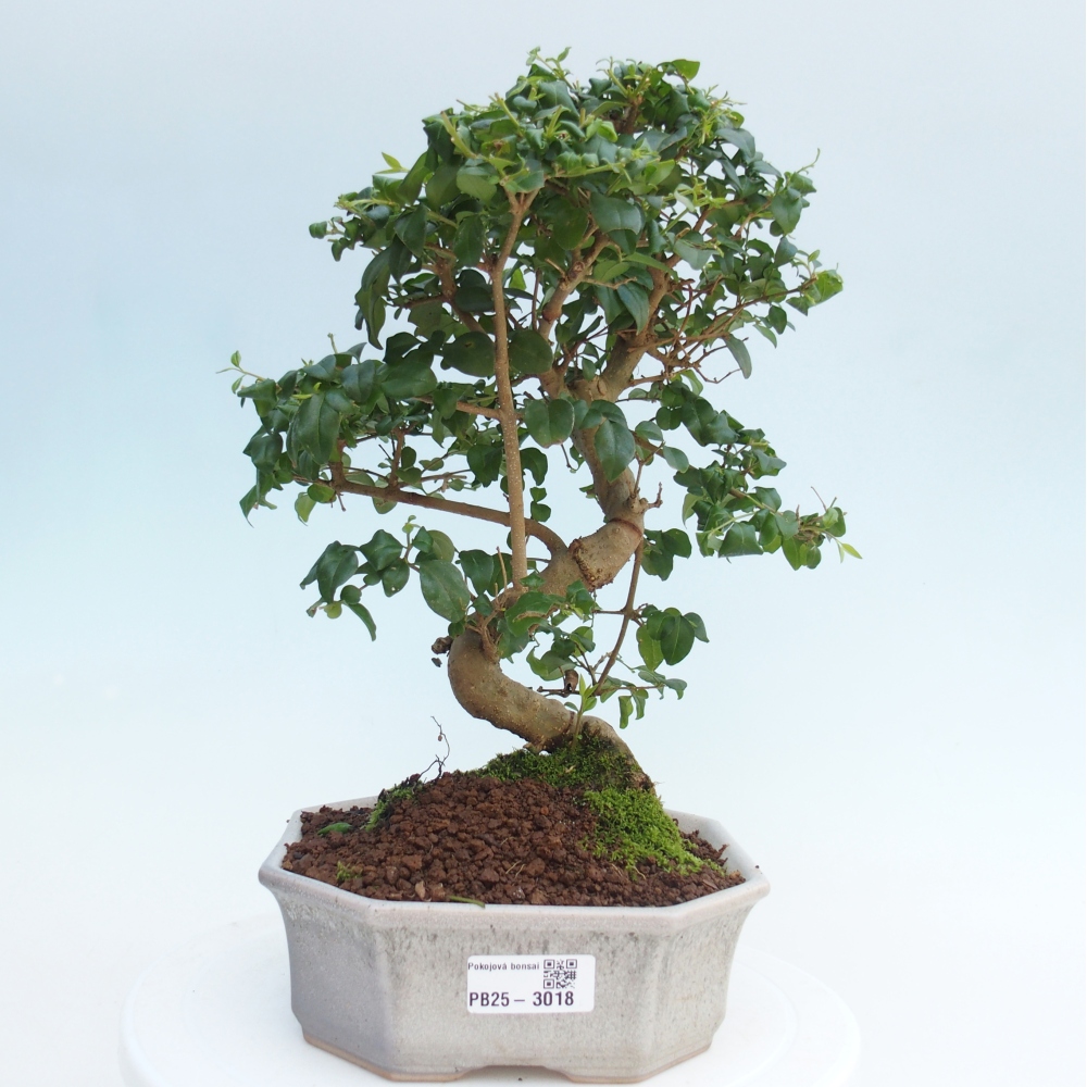 Indoor bonsai -Ligustrum chinensis - dziób ptaka