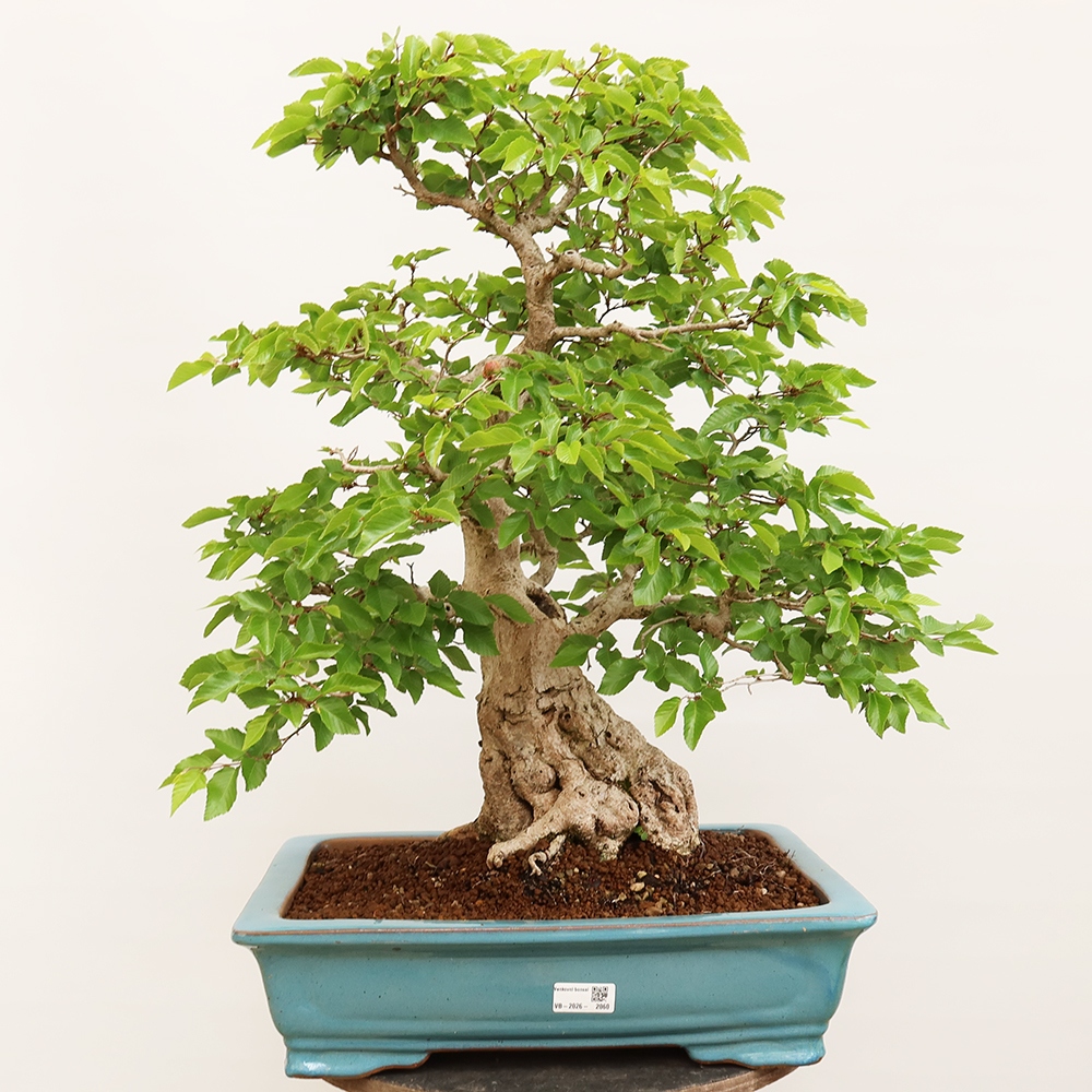 Bonsai plenerowe - Carpinus Coreana - grab koreański