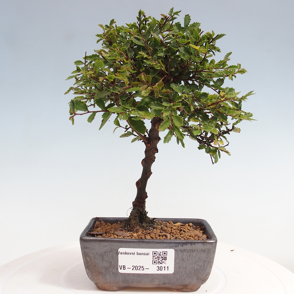 Bonsai zewnętrzne - Ulmus parvifolia Sagei - Wiąz drobnolistny