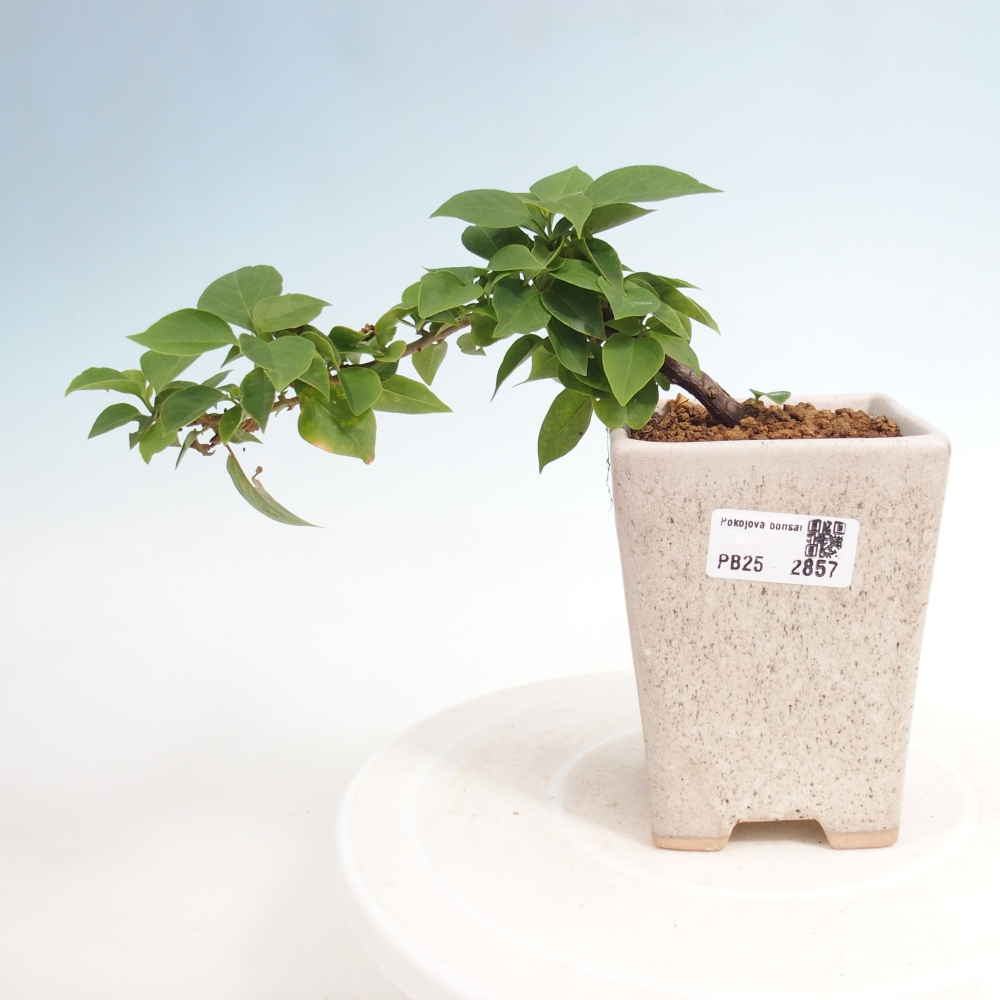 Bonsai do wnętrz - Bouganwilea