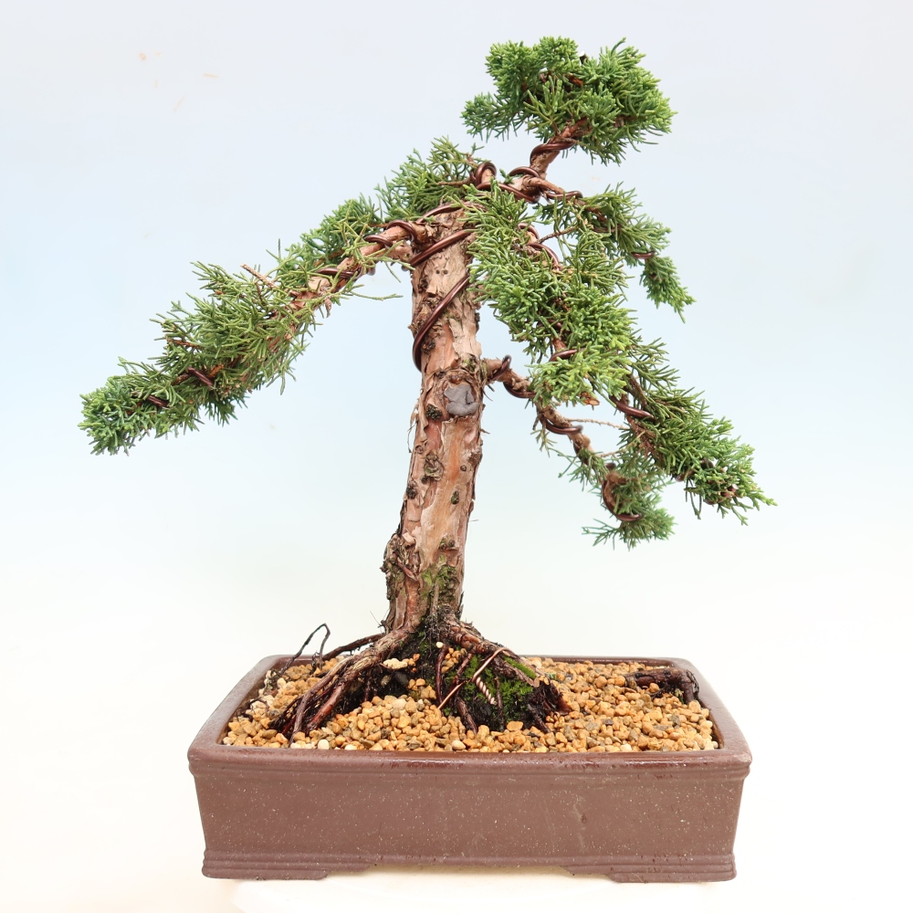 Outdoor bonsai - Juniperus chinensis Kishu