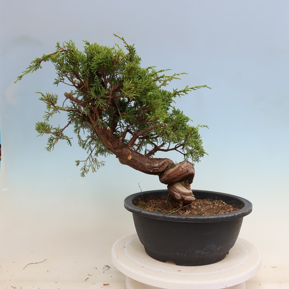 Bonsai ogrodowe – Juniperus chinensis Itoigawa – jałowiec chiński