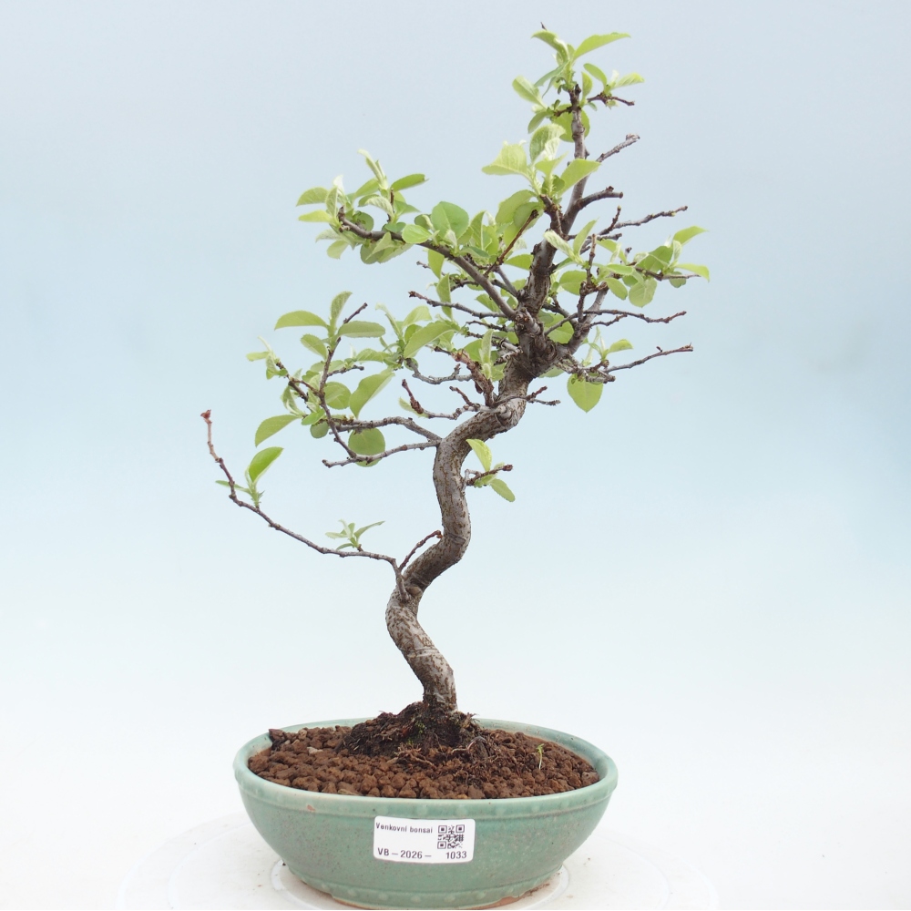 Bonsai zewnętrzne - Chaneomeles chinensis