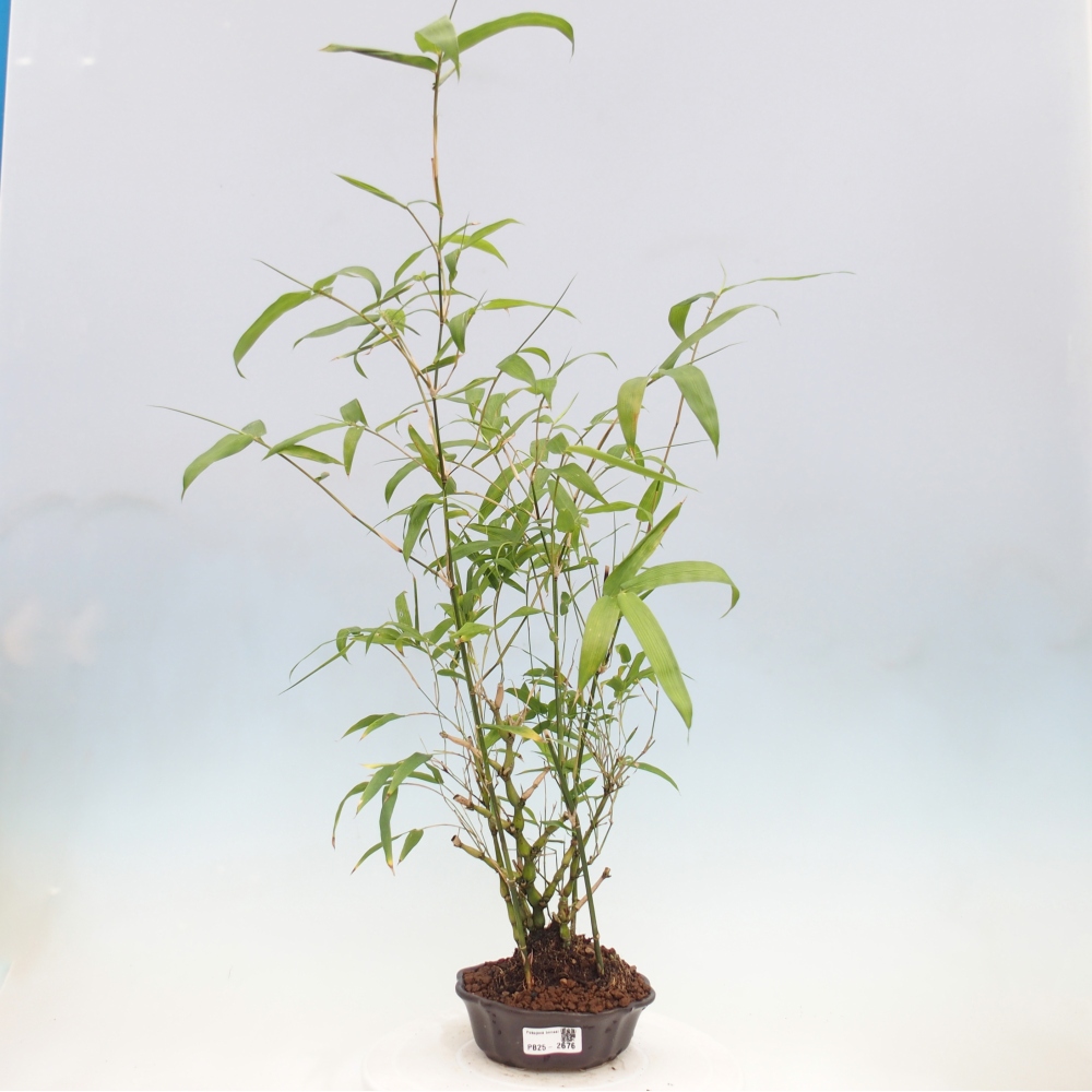 Bonsai wewnętrzne - Bambusowy Budda - Brzuch Bambusowego Buddy