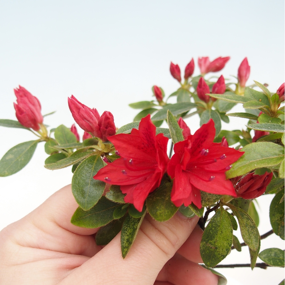 Outdoor bonsai - Azalia japońska - Azalea sp.