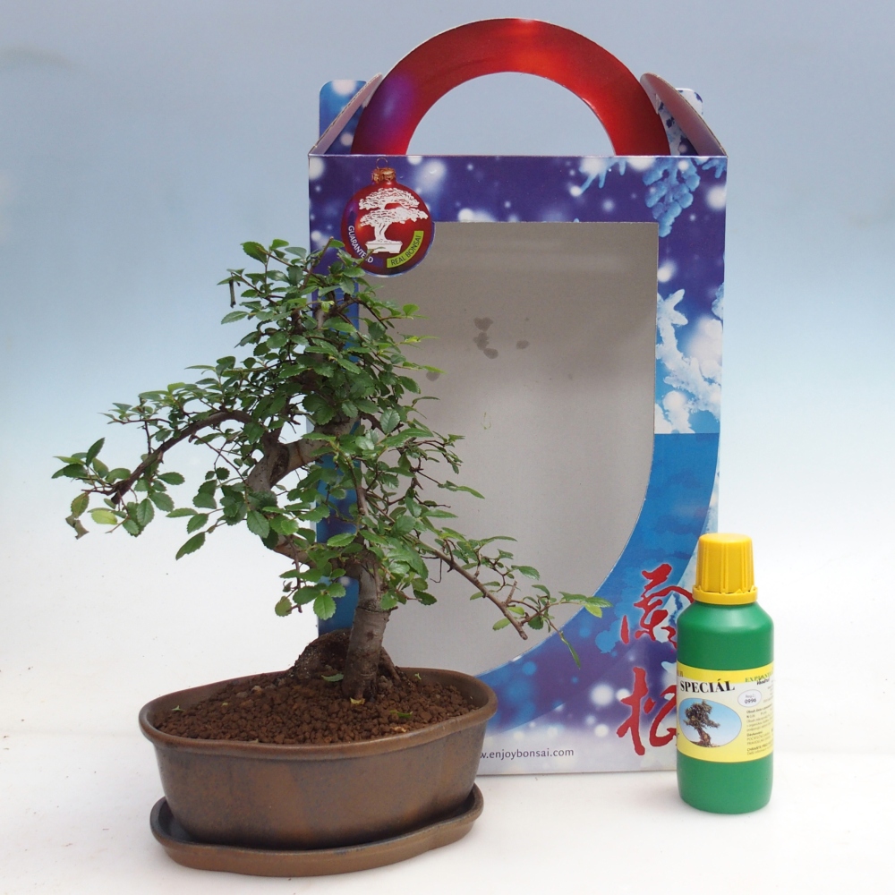 Ulmus parvifolia - wiąz chiński