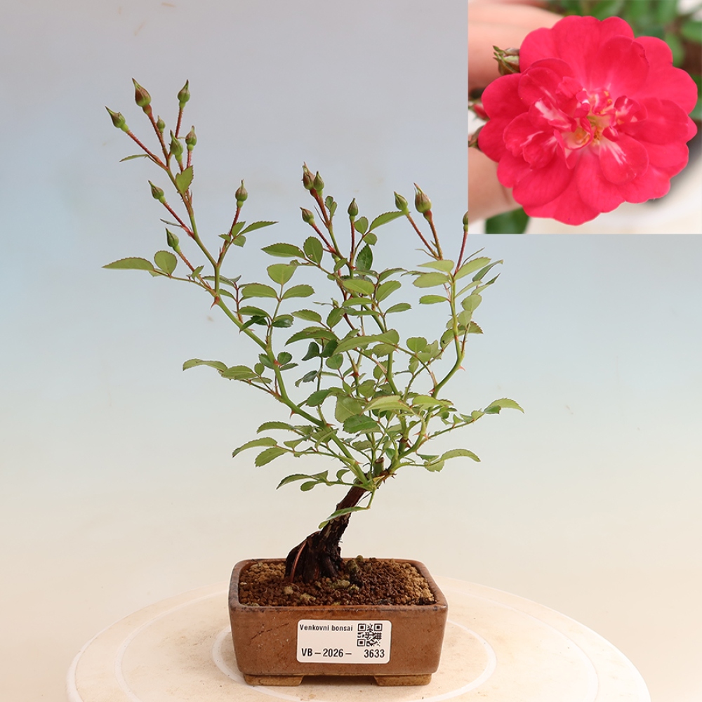 Bonsai ogrodowe – Rosa Kordes – róża