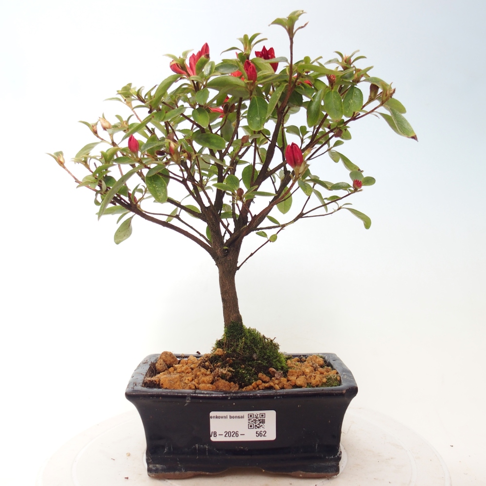 Outdoor bonsai - Azalia japońska - Azalea sp.