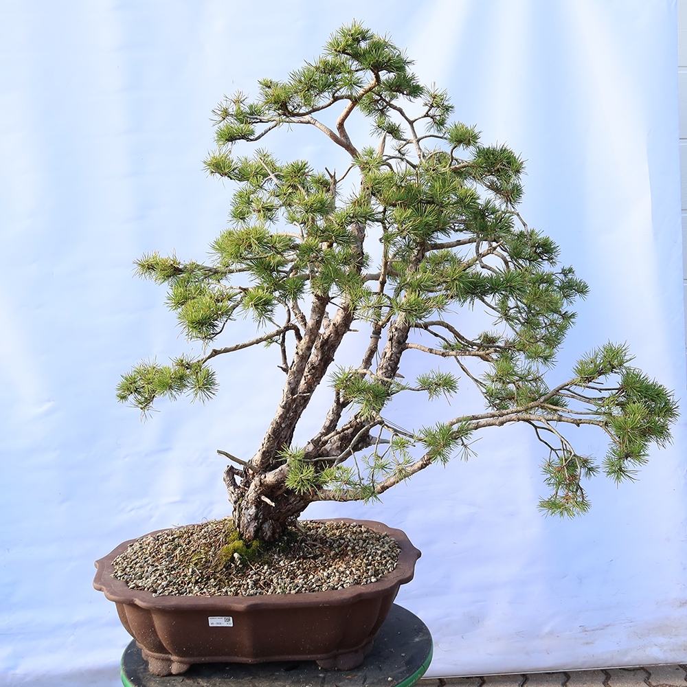 Pinus sylvestris Hiszpania – sosna zwyczajna