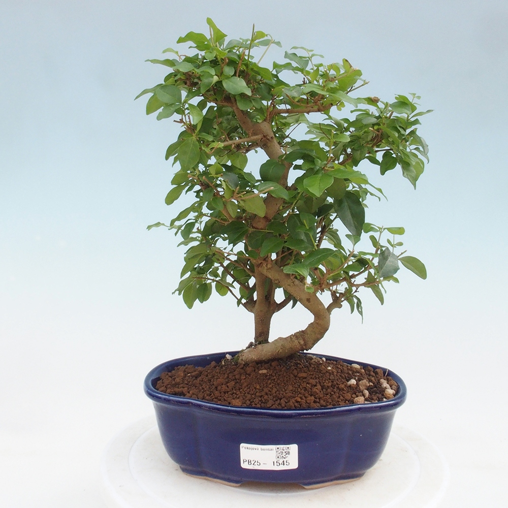 Indoor bonsai -Ligustrum chinensis - dziób ptaka