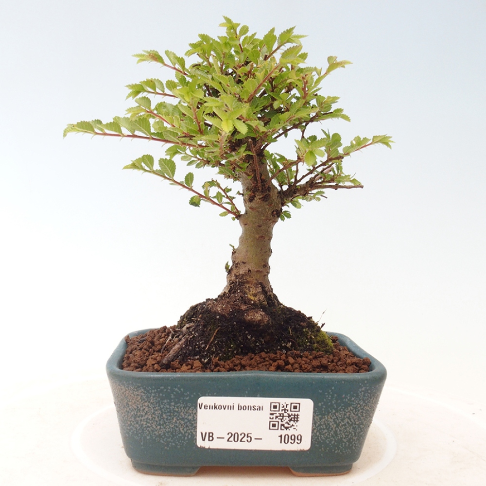 Bonsai zewnętrzne - Ulmus parvifolia Sagei - Wiąz drobnolistny