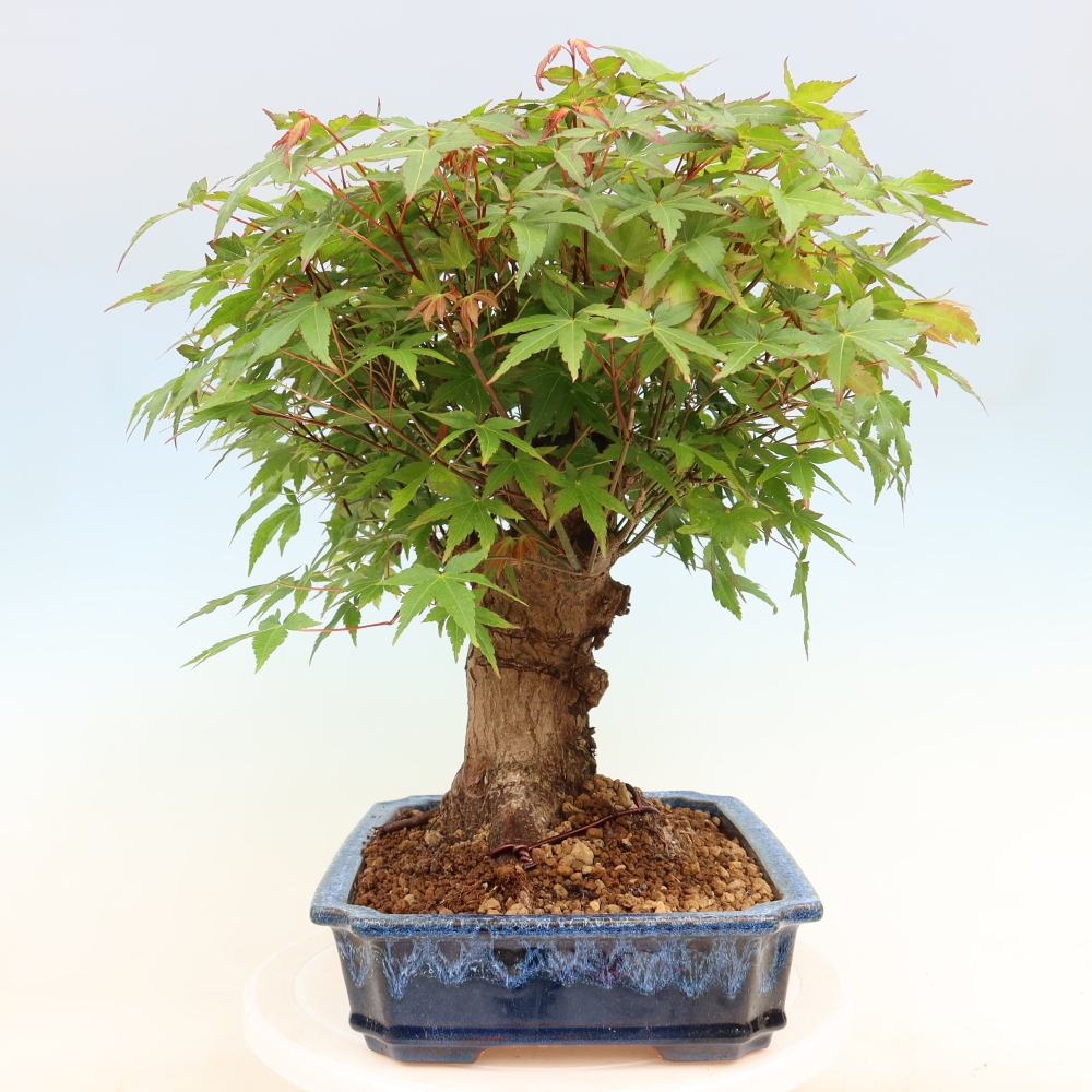 Outdoor bonsai - Klon burgeryjski - Acer burgerianum