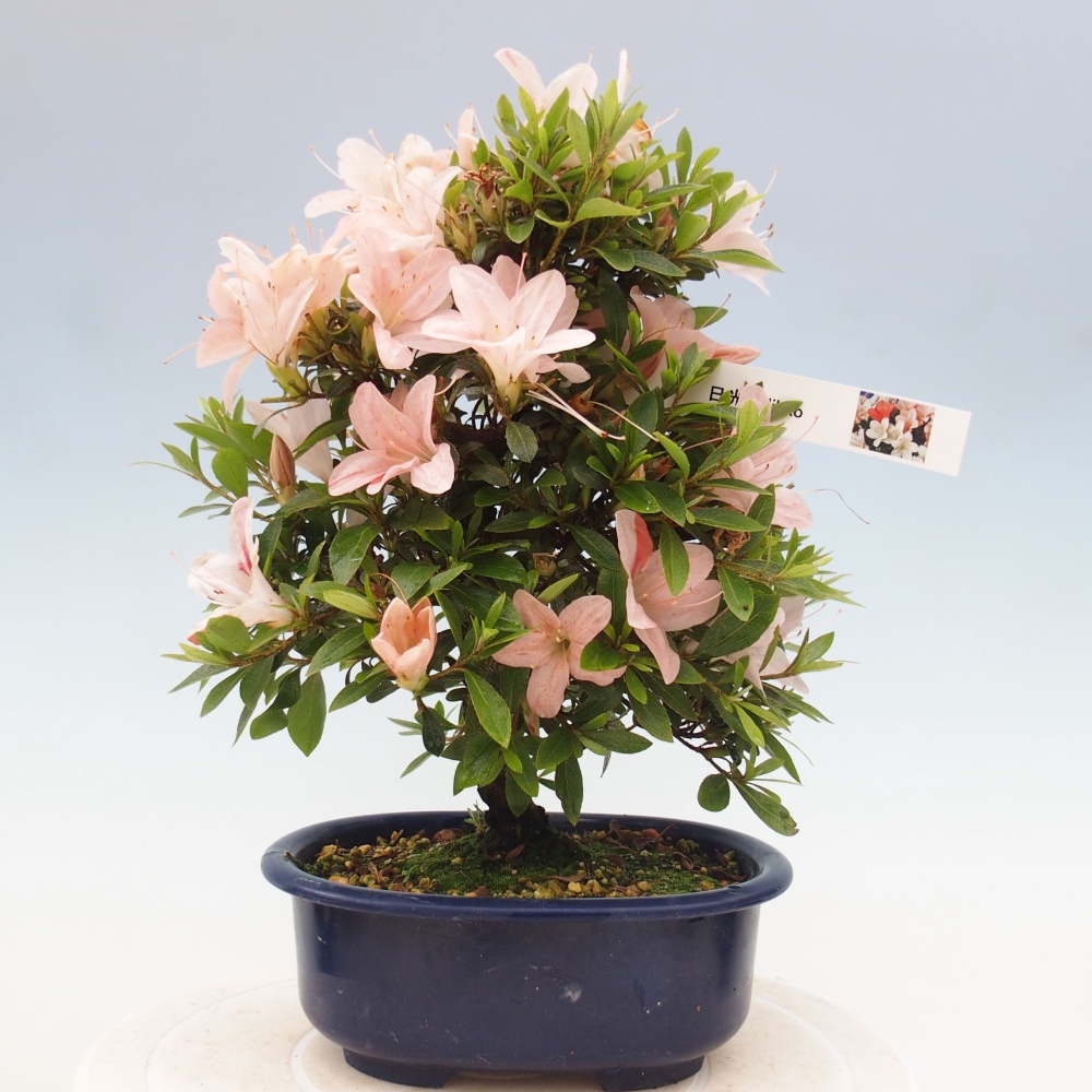 Bonsai ogrodowe - azalia japońska - Azalea Nikko