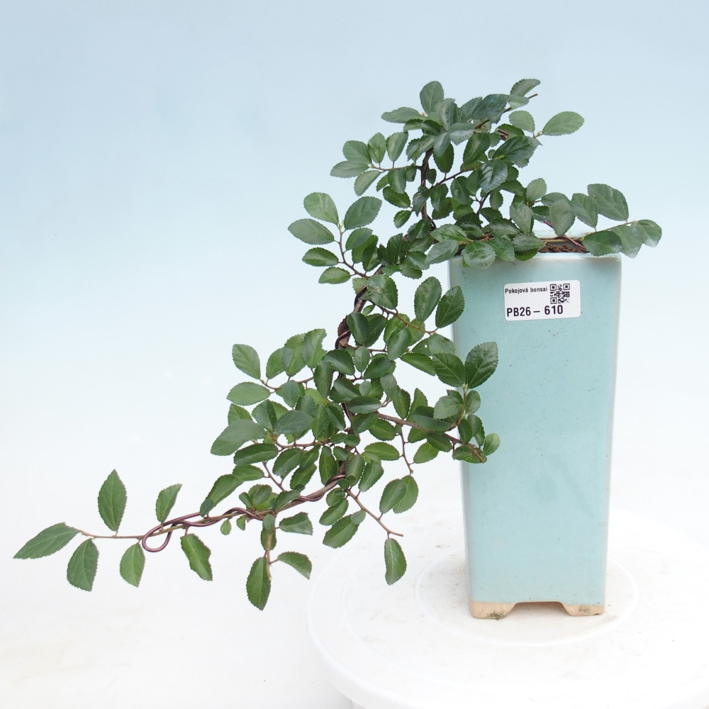 Indoor bonsai - Grewia occidentalis - Lawendowa rozgwiazda