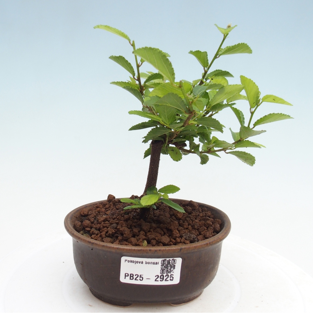 Kryty bonsai - Grewia occidentalis - Lawendowa gwiazda