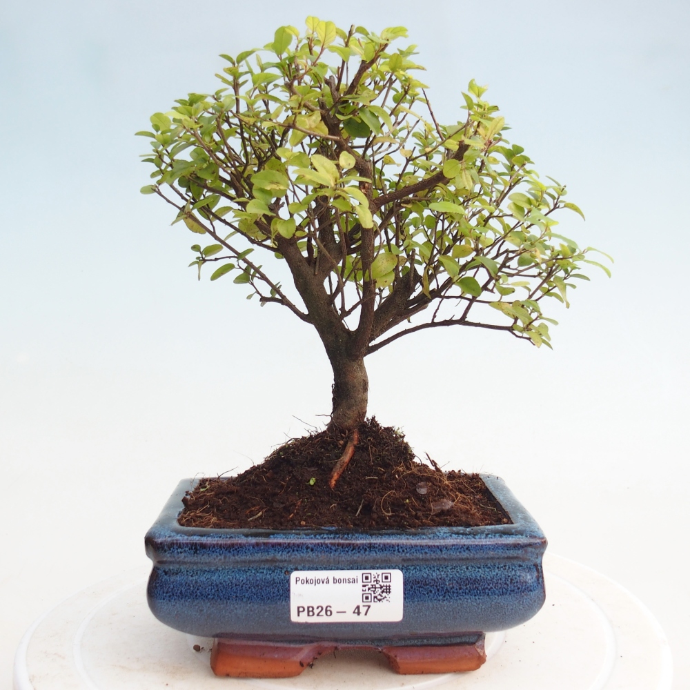 Bonsai pokojowe - Sageretia thea - Sageretia thea