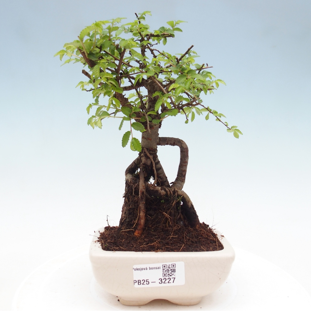 Pokój bonsai - Ulmus parvifolia - Wiąz drobnolistny