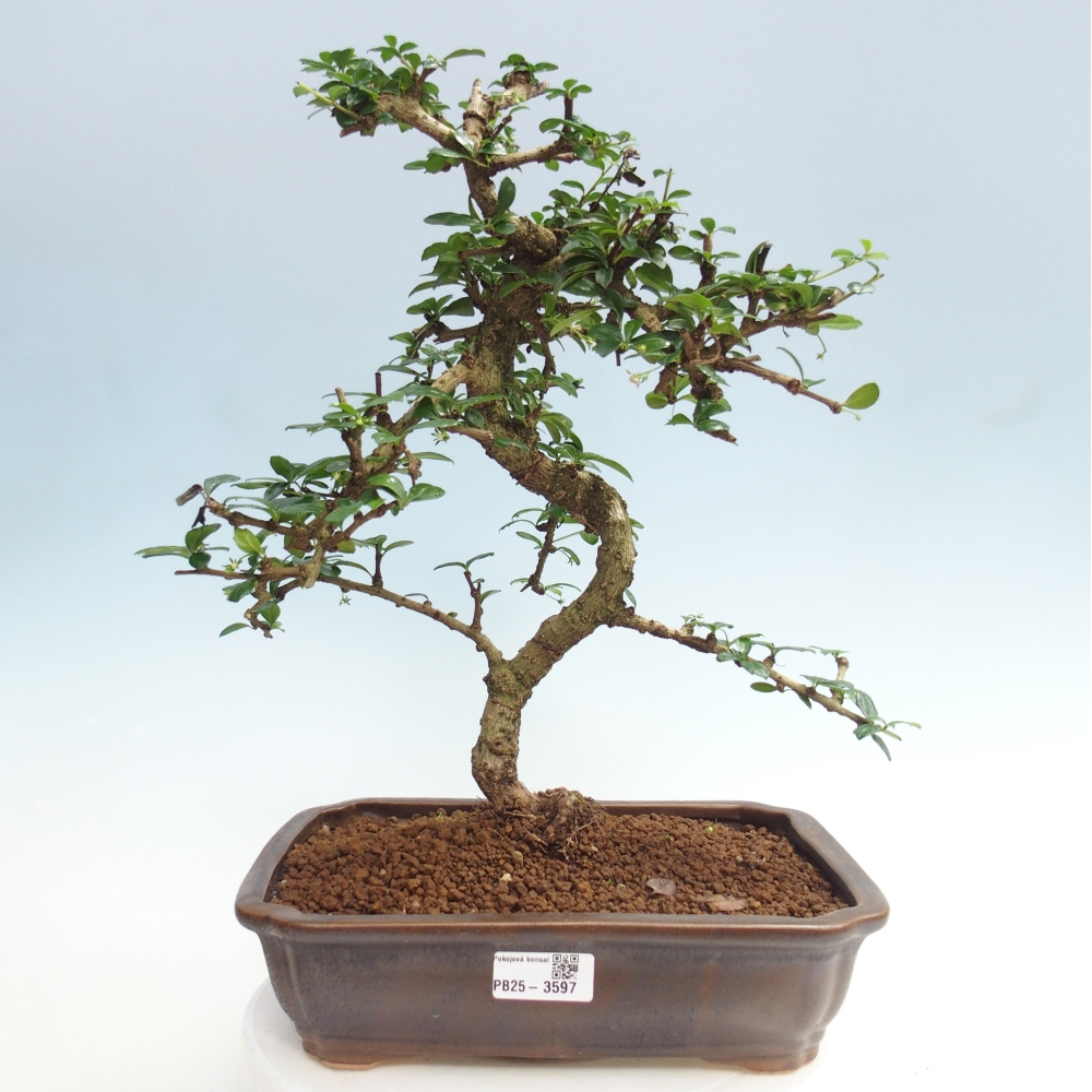 Bonsai pokojowe - Carmona macrophylla - Tea fuki