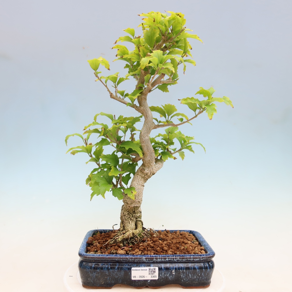 Bonsai ogrodowe – Hibiscus syriacus – hibiskus syryjski